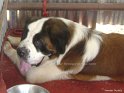 Saint Bernad 3 copy